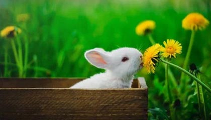 AC米兰：传承与未来的激情蓝黑与红黑并存